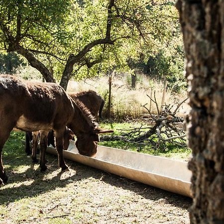 La Taverna Dei Briganti Otel Cotronei Dış mekan fotoğraf