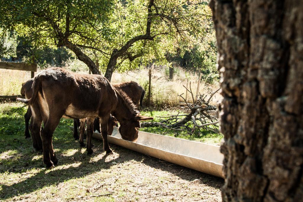 La Taverna Dei Briganti Otel Cotronei Dış mekan fotoğraf